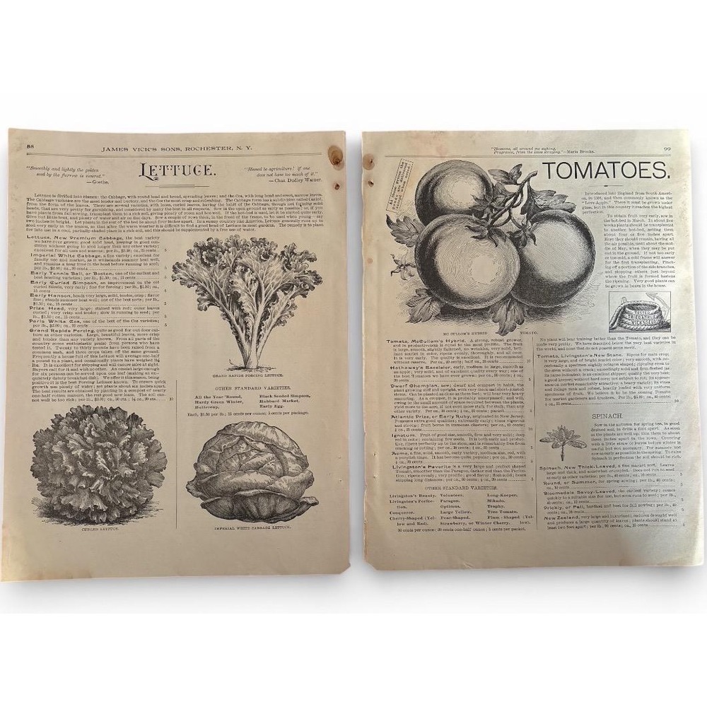 Vicks Seed Company Rochester NY Catalog pages 1800s vegetable prints